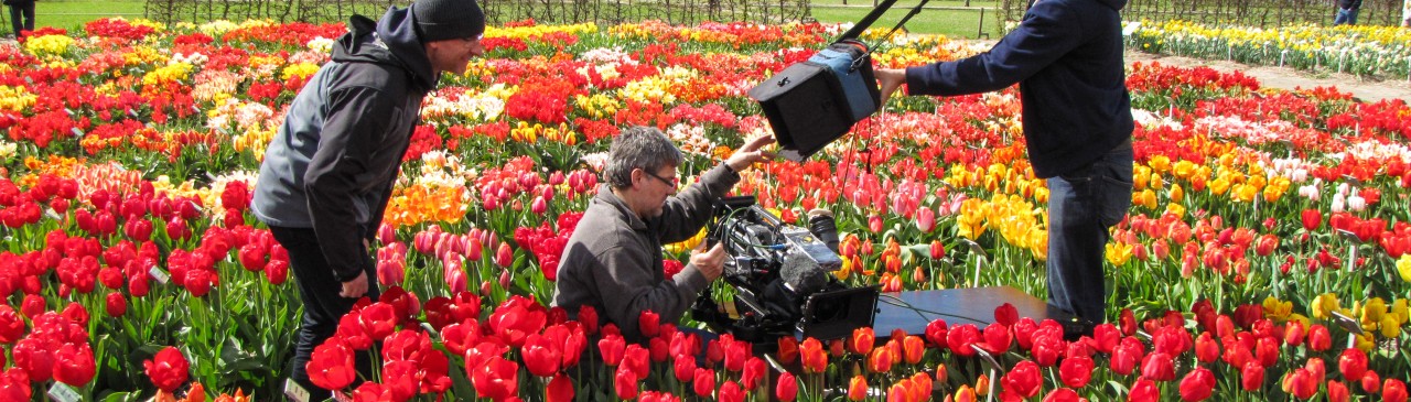 Der Tulpen Crash