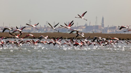 WILD VENICE