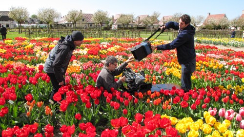 Der Tulpen Crash