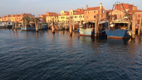 WILD VENICE
