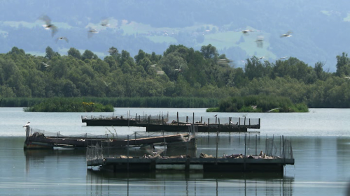 Der Bodensee 