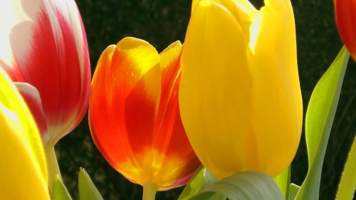 Der Tulpen Crash